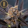 Blimburn Seeds Tangie Auto, feminizovaná autoflowering