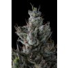 Guwop Green (3)