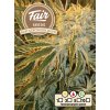 fair seeds ak47 northern light 2024