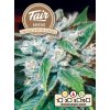 fair seeds orange bud diesel 2024