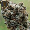 Blimburn Seeds Zombie Death Fuck, feminizovaná