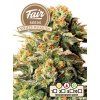 fair seeds white russian 2024