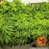 Barney´s Farm Acapulco Gold, feminizovaná2