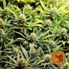Barney´s Farm Acapulco Gold, feminizovaná3