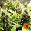 Barney´s Farm Acapulco Gold, feminizovaná4