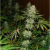 Holy Seeds Bank The Punisher Autoflowering feminizovaná autoflowering