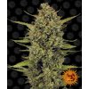 acapulco gold circle new 12 871679
