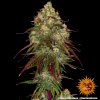 Barney´s Farm Amnesia Lemon, feminizovaná