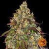 Barney´s Farm Amnesia Lemon, feminizovaná