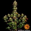 Barney´s Farm Amnesia Lemon, feminizovaná