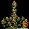 Barney´s Farm Amnesia Lemon, feminizovaná
