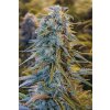blue dream Humboldt Seeds Blue Dream feminizovaná