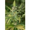 hso bluedream Humboldt Seeds Blue Dream feminizovaná