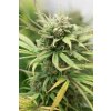 hso bluedream Humboldt Seeds Blue Dream feminizovaná