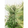 hso bluedream 2865 1