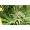 hso bluedream 2862 1