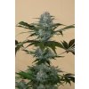HSO BLACKDOG 0122