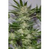 HSO BLACKDOG 0088