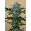 HSO BLACKDOG 0123