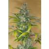 HSO BLUE DREAM CBD 0183 Humboldt Seeds Blue Dream CBD feminizovaná