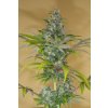 HSO BLUE DREAM CBD 0182 Humboldt Seeds Blue Dream CBD feminizovaná