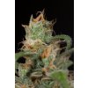 BLUE DREAM CBD Humboldt Seeds Blue Dream CBD feminizovaná