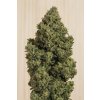 blue dream CBD Humboldt Seeds Blue Dream CBD feminizovaná