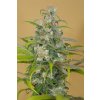 HSO BLUE DREAM CBD 0184 Humboldt Seeds Blue Dream CBD feminizovaná