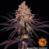 Barney´s Farm Ayahuasca Purple, feminizovaná