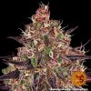 Barney´s Farm Ayahuasca Purple, feminizovaná