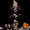 Barney´s Farm Ayahuasca Purple, feminizovaná