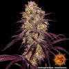 Barney´s Farm Ayahuasca Purple, feminizovaná