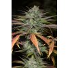 BUBBAKUSH 2.0 Humboldt Seeds Bubba Kush 2.0 feminizovaná