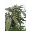 HS0076 bubba kush 20