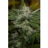 HSO CHEMDAWG Humboldt Seeds Chemdawg feminizovaná 1