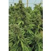 chemdawg 1 Humboldt Seeds Chemdawg feminizovaná