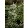 CHEMDAWG 2 Humboldt Seeds Chemdawg regulérní
