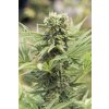 dedoverde Humboldt Seeds Dedoverde Haze feminizovaná