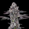 GRAPE AMRITA FULL WET COLA BLACK SQUARE SEED LINE