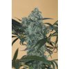GREENCRACK CBD 1 Humboldt Seeds Green Crack CBD feminizovaná