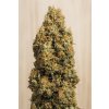 green crack CBD Humboldt Seeds Green Crack CBD feminizovaná