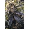 Humboldt Seeds Lost Coast Hashplant feminizovaná lost coast hashplant