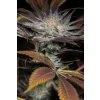 Humboldt Seeds Lost Coast OG feminizovaná LOSTCOASTOG 1