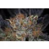 HSO LOSTCOAST OG Humboldt Seeds Lost Coast OG feminizovaná 3