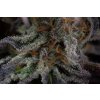 HSO LOST COAST OG 0173