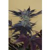 HSO LOST COAST OG 0154