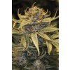 Humboldt Seeds Lost Coast OG feminizovaná lost coast og