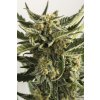 Humboldt Seeds Lost Coast Skunk Autoflowering feminizovaná autoflowering lost coast skunk auto