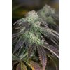 OG KUSH Humboldt Seeds OG Kush regulérní