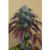 HSO OGKUSH Humboldt Seeds OG Kush regulérní